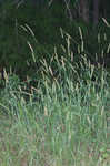 Marsh bristlegrass